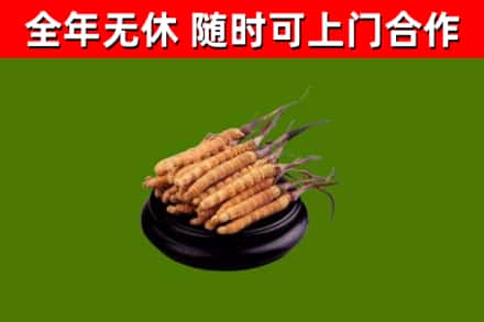 香坊回收散虫草
